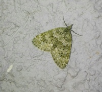 Autumn Green Carpet (Chloroclysta miata)