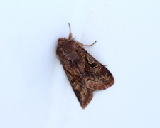 Hebrew Character (Orthosia gothica)