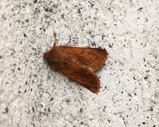 Hebrew Character (Orthosia gothica)