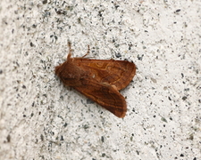 Buemerket seljefly (Orthosia gothica)