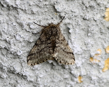 Brindled Beauty (Lycia hirtaria)