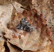 Glaucous Shears (Papestra biren)