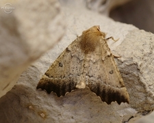 Scalloped Hazel (Odontopera bidentata)