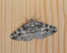 Mottled Beauty (Alcis repandata)