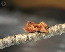 Rødbrunt metallfly (Autographa jota)