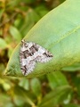 Rustbuskmåler (Hydriomena ruberata)