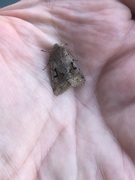 Hebrew Character (Orthosia gothica)