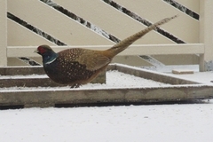 Common Pheasant (Phasianus colchicus)