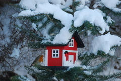 Rødstrupe (Erithacus rubecula)