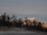 Havørn (Haliaeetus albicilla)