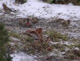 Gråsisik (Carduelis flammea)