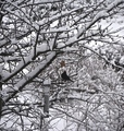 Svarttrost (Turdus merula)