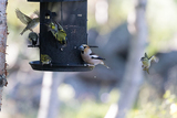 Kjernebiter (Coccothraustes coccothraustes)