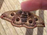 Nattpåfugløye (Saturnia pavonia)