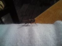 Housefly (Musca domestica)