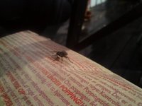 Housefly (Musca domestica)