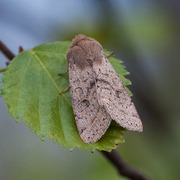 Tverrlinjet seljefly (Orthosia cerasi)