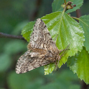 Brindled Beauty (Lycia hirtaria)