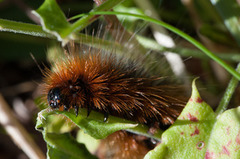 Garden Tiger (Arctia caja)