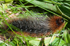 Garden Tiger (Arctia caja)