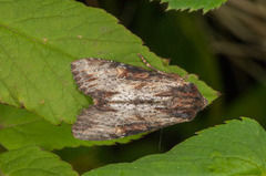 Kileengfly (Apamea crenata)