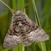 Nut-tree Tussock (Colocasia coryli)