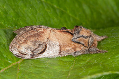 Pebble Prominent (Notodonta ziczac)