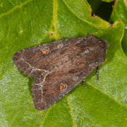 Bright-line Brown-eye (Lacanobia oleracea)