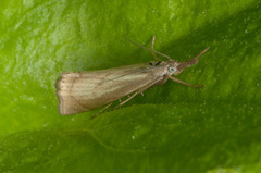 Garden Grass-veneer (Chrysoteuchia culmella)