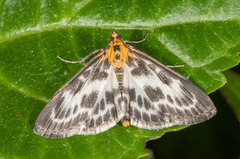 Small Magpie (Anania hortulata)
