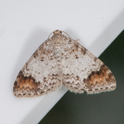 Almemåler (Venusia blomeri)