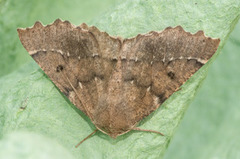 Scalloped Hazel (Odontopera bidentata)