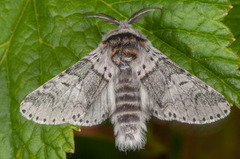 Liten gaffelstjert (Furcula furcula)