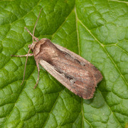 Flame Shoulder (Ochropleura plecta)