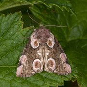 Flekkhalvspinner (Thyatira batis)