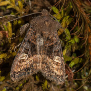 Small Angle Shades (Euplexia lucipara)