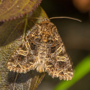 Fiolett nellikfly (Sideridis rivularis)