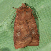 Small Square-spot (Diarsia rubi)