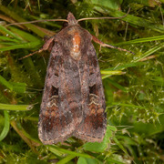 Rødfrynset teglfly (Diarsia brunnea)