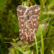 Røsslyngfly (Lycophotia porphyrea)