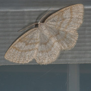 Common Wave (Cabera exanthemata)