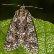 Syrekveldfly (Acronicta rumicis)