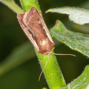 Hvitkantfly (Ochropleura plecta)