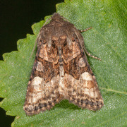 Small Angle Shades (Euplexia lucipara)