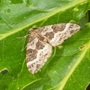 Geitramsdråpemåler (Ecliptopera silaceata)