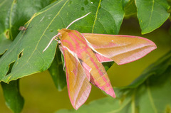 Stor snabelsvermer (Deilephila elpenor)