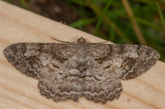 Skogbarkmåler (Alcis repandata)