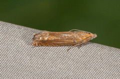 Red Piercer (Lathronympha strigana)