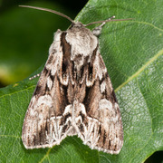 The Saxon (Hyppa rectilinea)