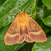 Eikespinner (Lasiocampa quercus)